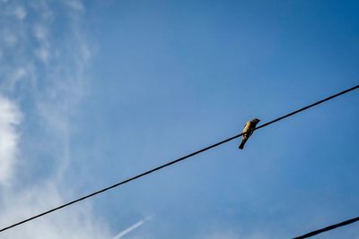 Low angle view of bird perching on cable against blue sky