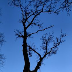 Low angle view of bare trees against clear blue sky