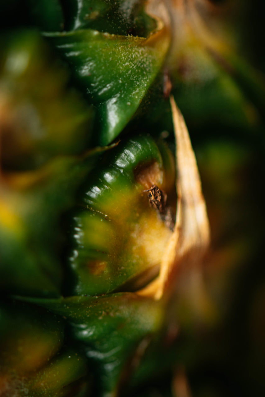 CLOSE-UP OF GREEN CHILI PEPPERS PLANT