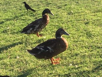 Mallard duck on field