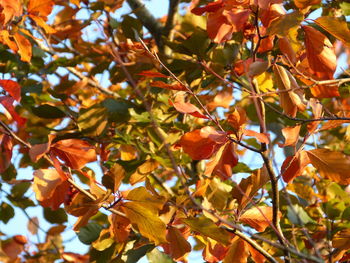 Low angle view of maple leaves on tree