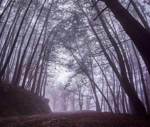 Trees in forest