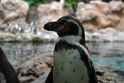 Close-up of a pinguin