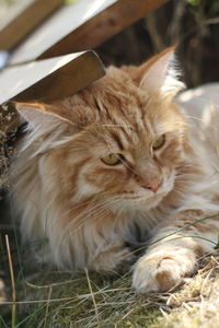 Close-up portrait of a cat