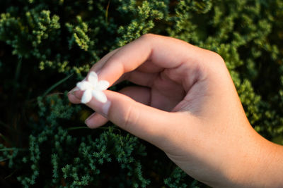 Close-up of woman hand holding flower on plant
