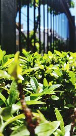 Close-up of plants