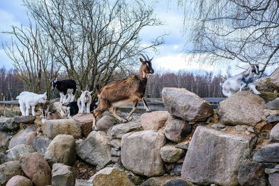 View of sheep on rock