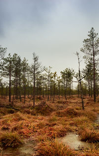 Trees in forest against sky