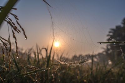 Close-up of spider web on plant at sunset