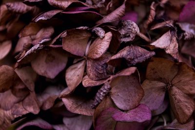 Full frame shot of flowers