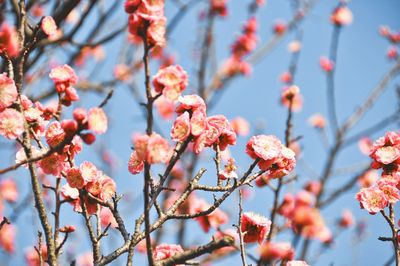 Close-up of cherry blossoms in spring