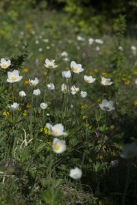 Close-up of white daisy flowers in field