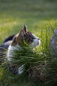 Dog in pond