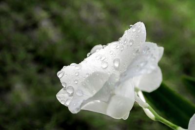 Close-up of raindrops on white flower