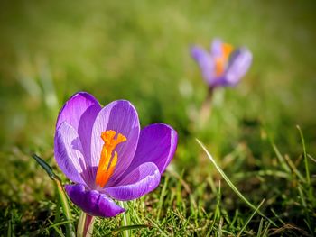 Close-up of purple crocus flower on field