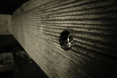 High angle view of insect on wood