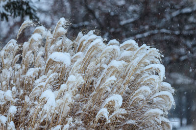 frost