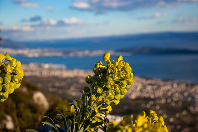 Close-up of yellow flowering plant