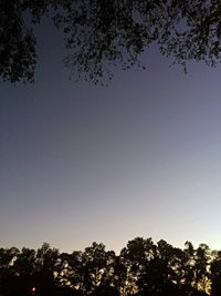 Low angle view of trees against clear sky