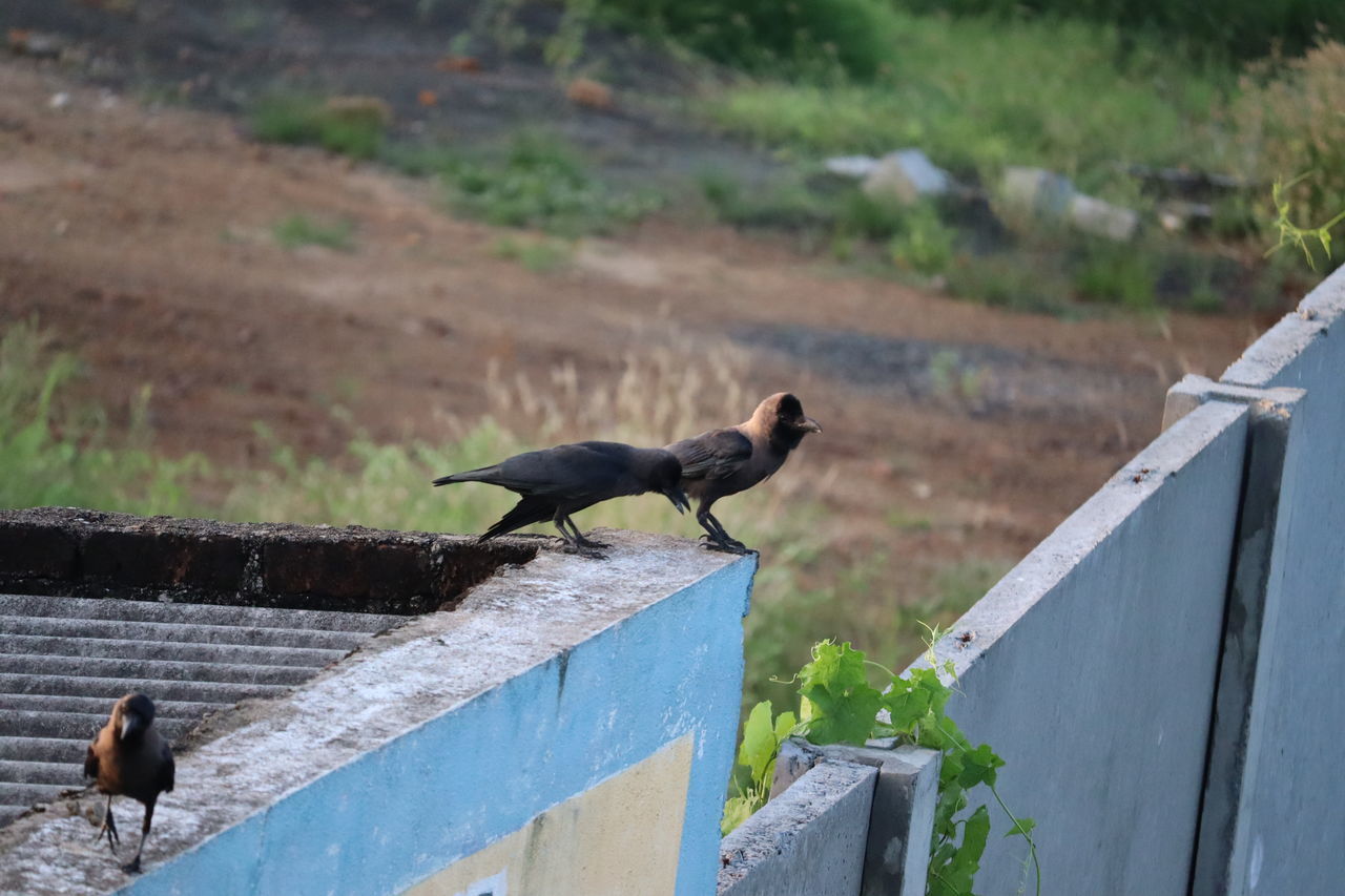 SIDE VIEW OF BIRD PERCHING ON A WALL