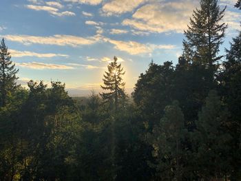 Plants growing on land against sky at sunset