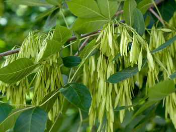 Close-up of fruits growing on tree