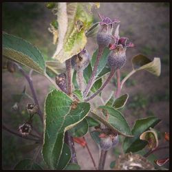 Close-up of plant