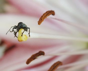 Close-up of beetle on flower