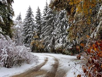 Snow covered road amidst trees during winter