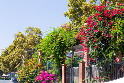 Flowers blooming on tree