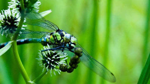 Close-up of dragonfly on plant