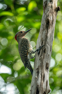 Close-up of a bird perching on tree