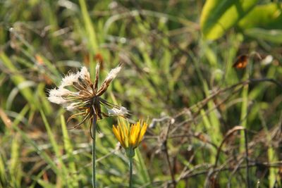 Close-up of wilted flower on field