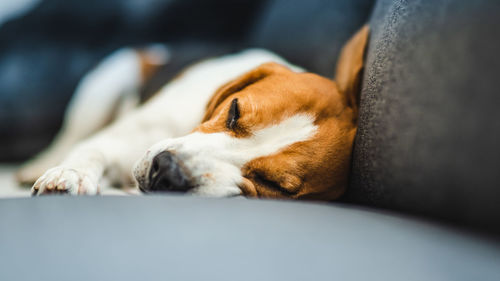 Close-up portrait of dog lying on sofa