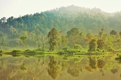 Scenic view of lake against trees in forest