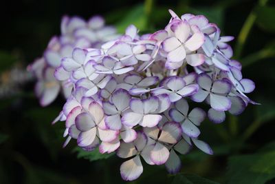 Close-up of purple flowers