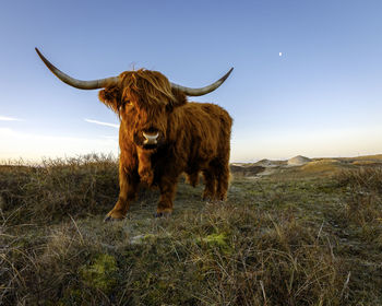 Highland cattle inside the dunes