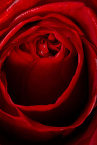 Close-up of red rose