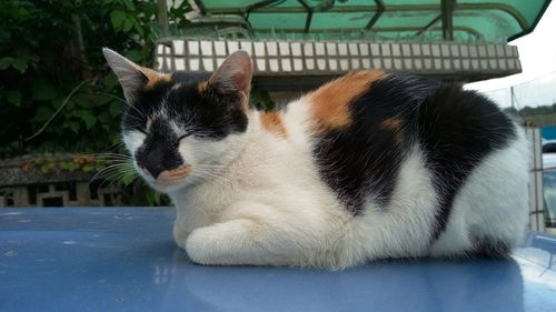 Cat looking away