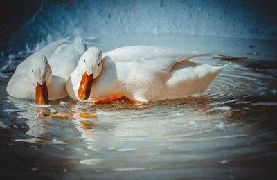 Swan swimming in lake