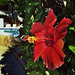 Close-up of red flower