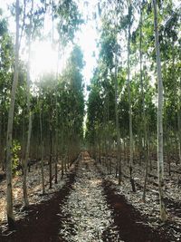 Bamboo trees in forest