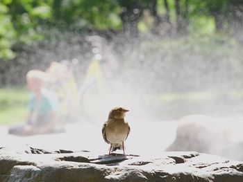 Close-up of bird perching on rock