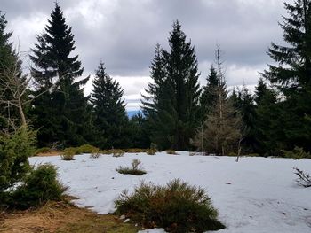 Scenic view of pine trees in forest against sky