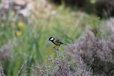 Bird perching on a plant