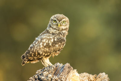 Close-up portrait of owl perching on wood