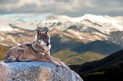 View of an animal on rock