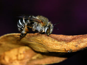 Close-up of bee on dry leaf