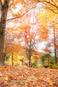 Trees in forest during autumn