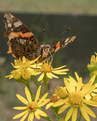 Close-up of butterfly pollinating on flower